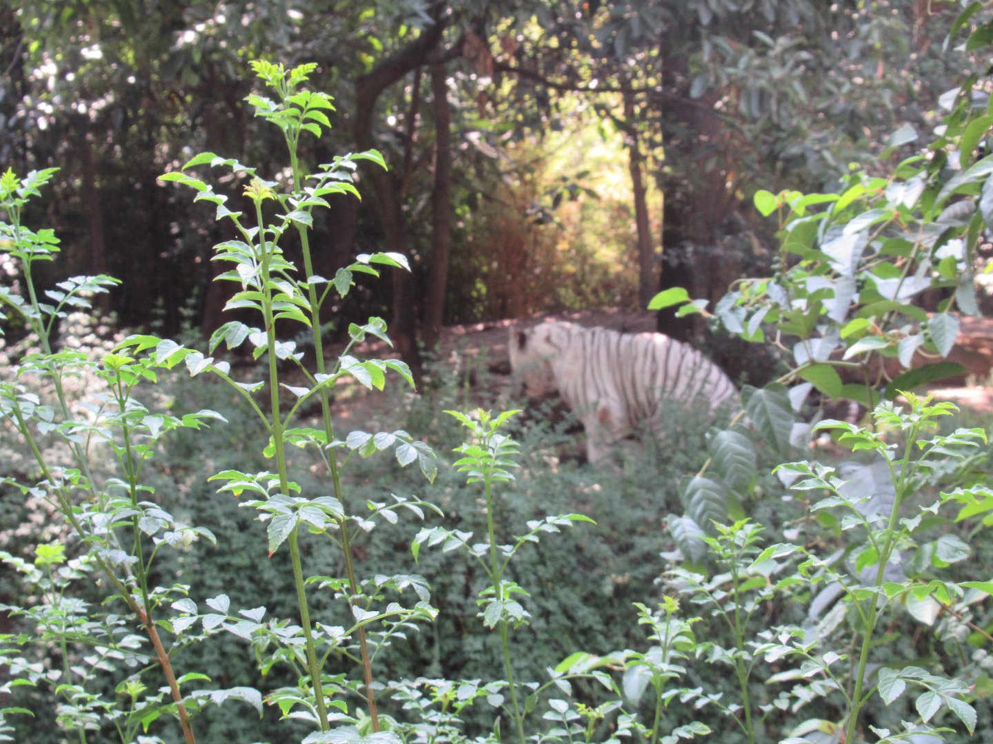 White tiger