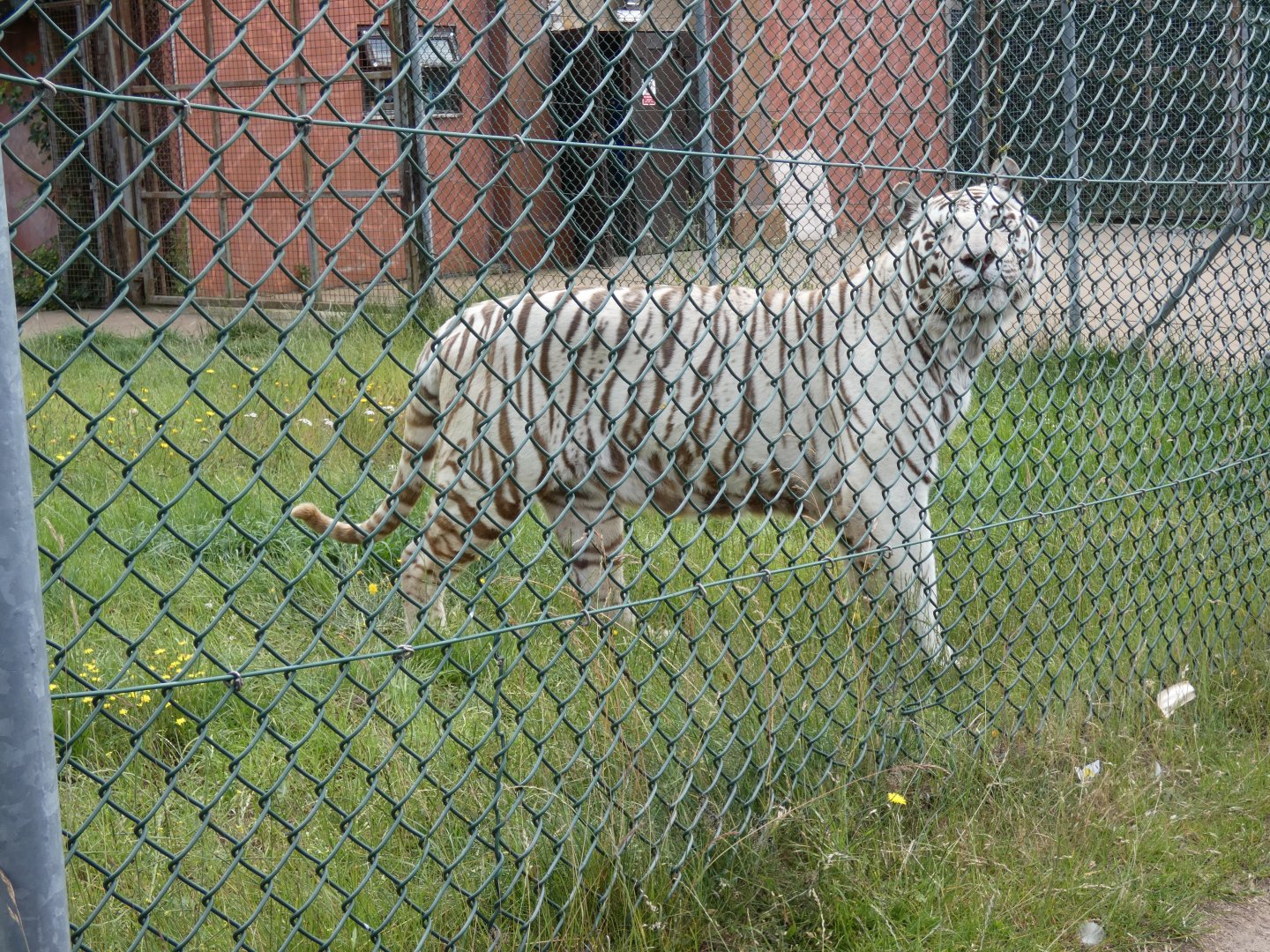 White tiger
