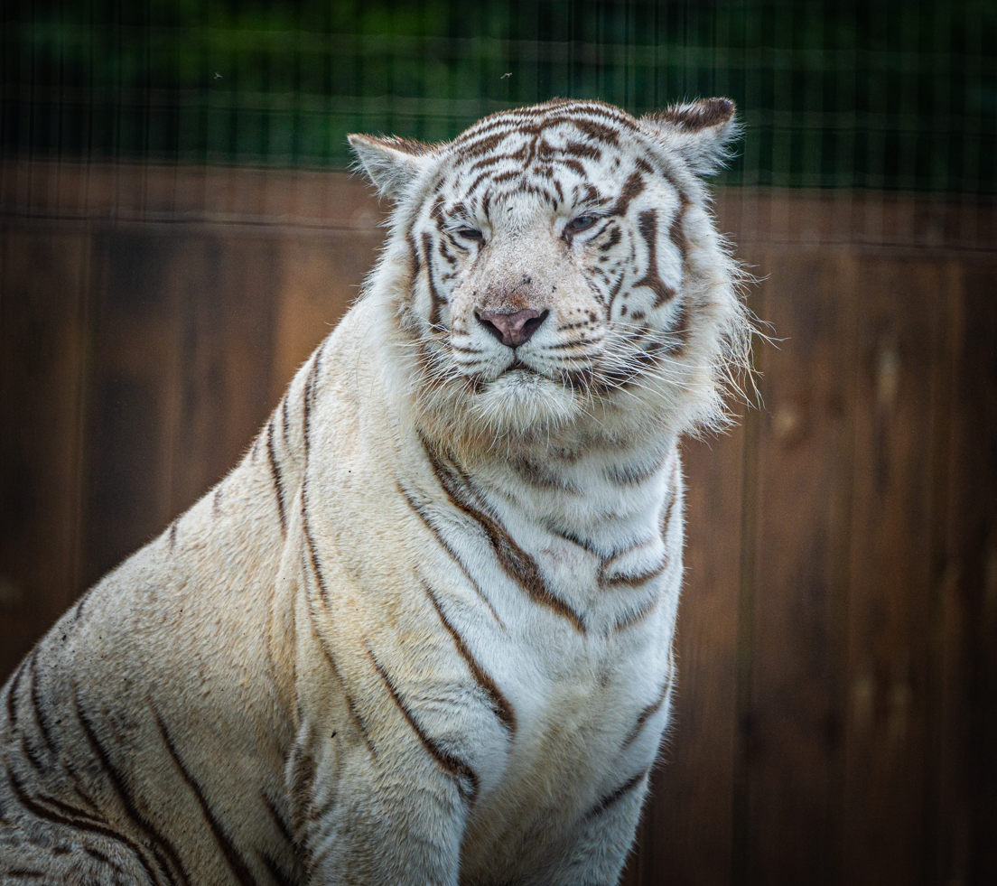 White Tiger