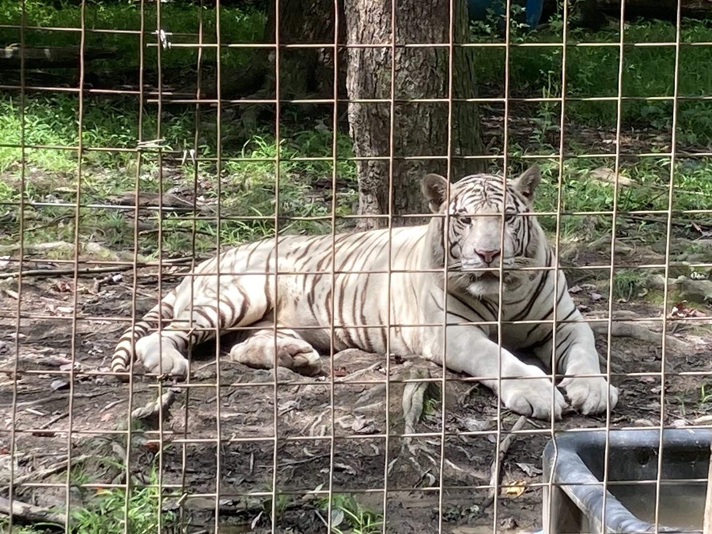 White tiger