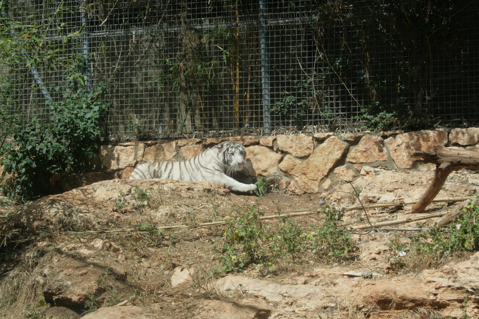 white tiger