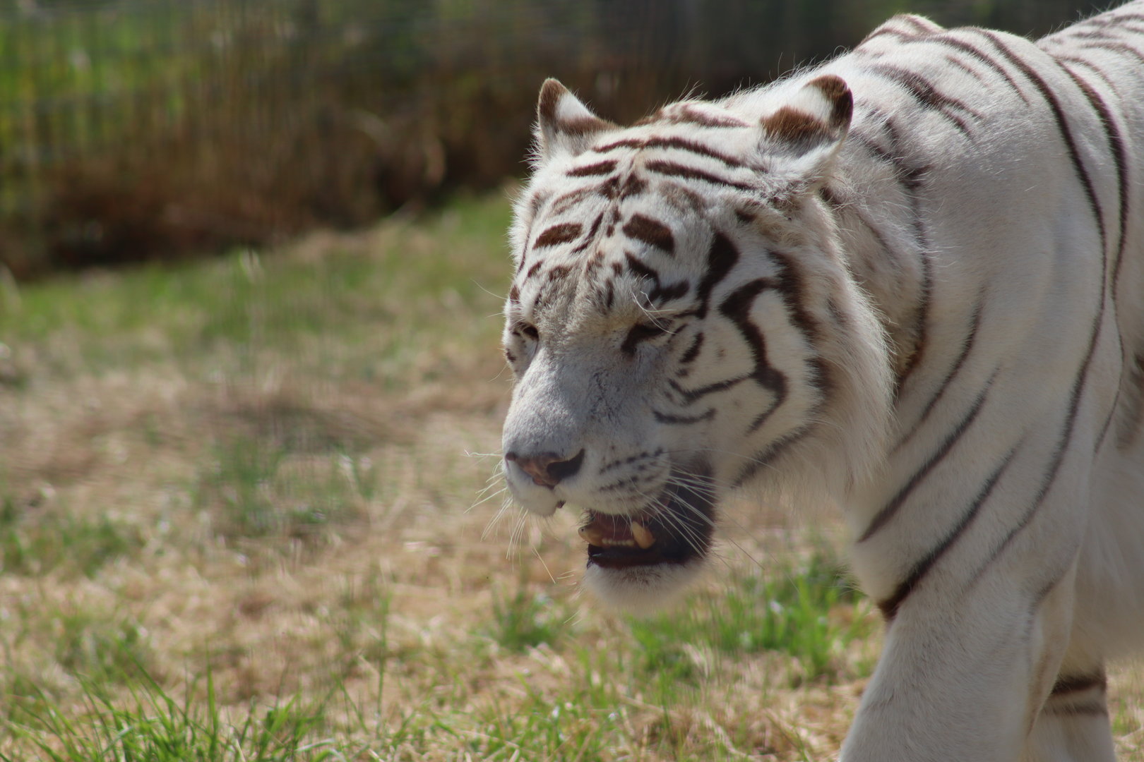 White Tiger