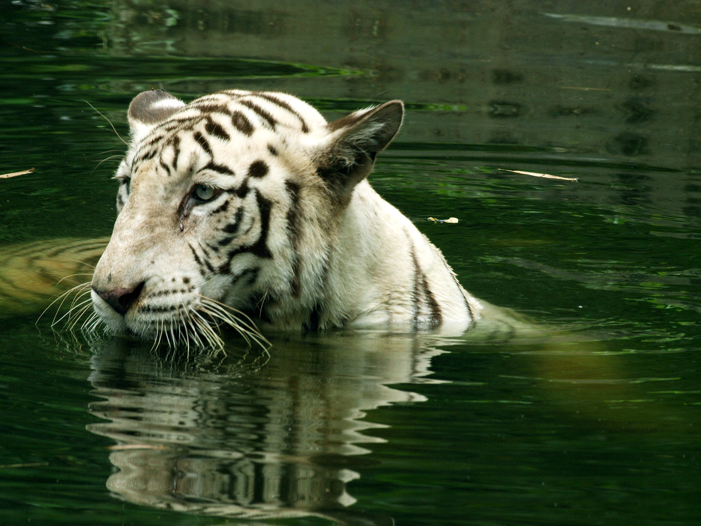 White tiger