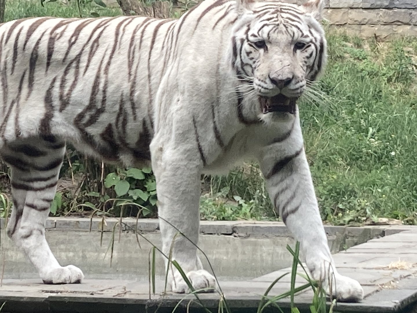 White Tiger