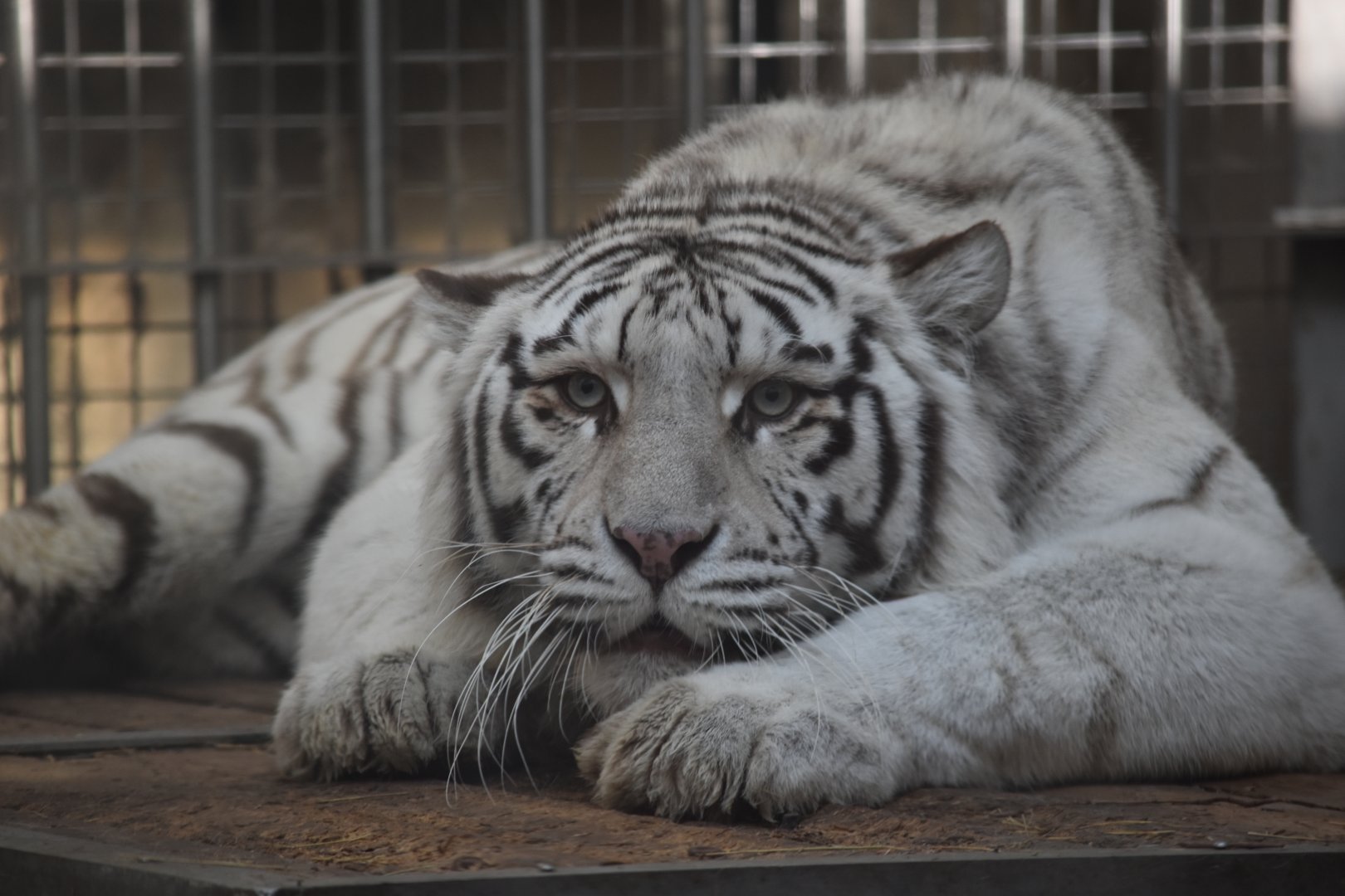 White tiger
