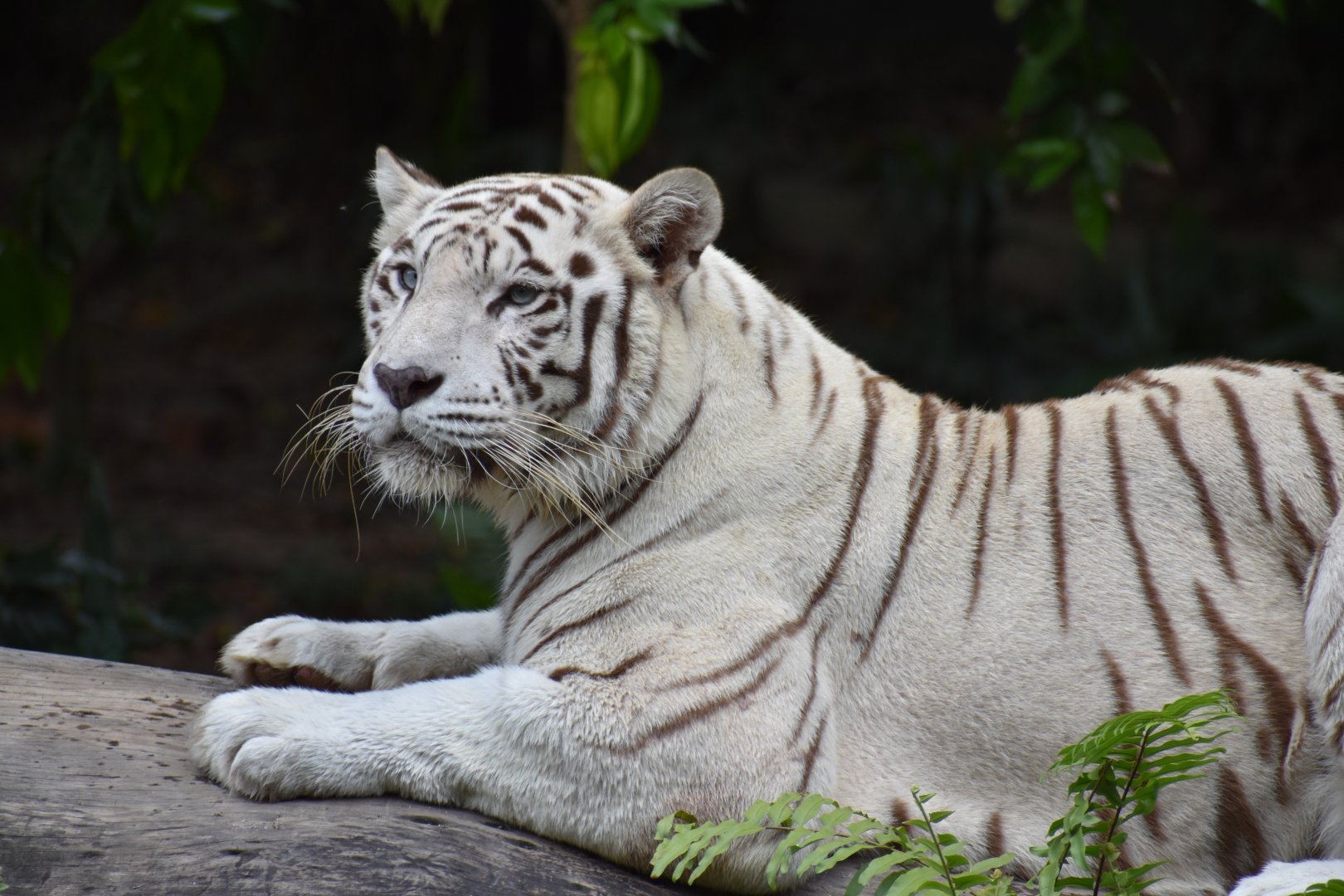 White Tiger