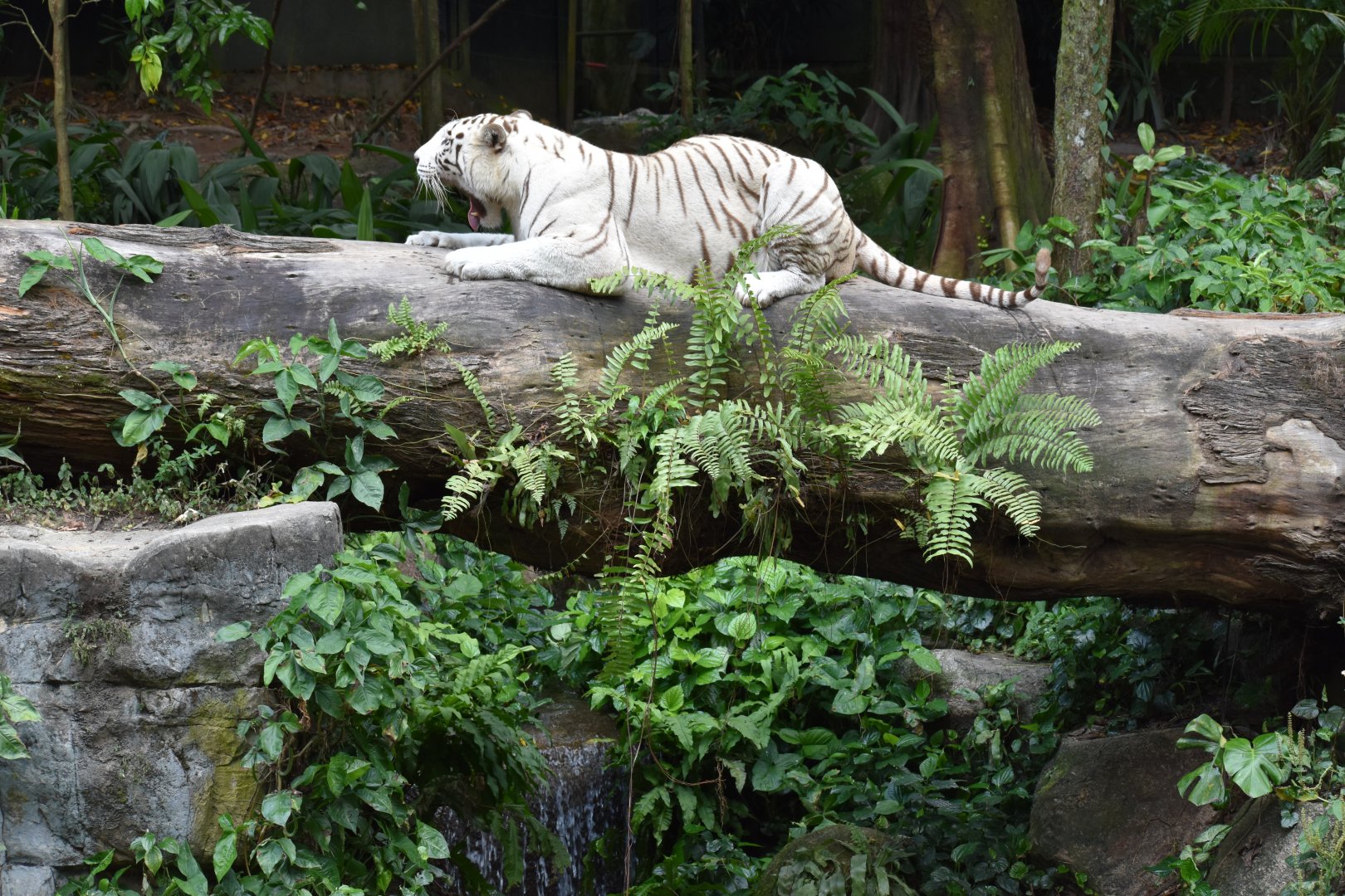 White Tiger