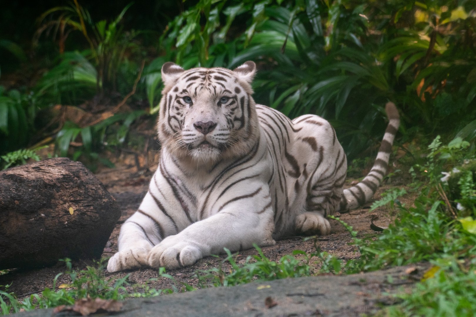 White Tiger