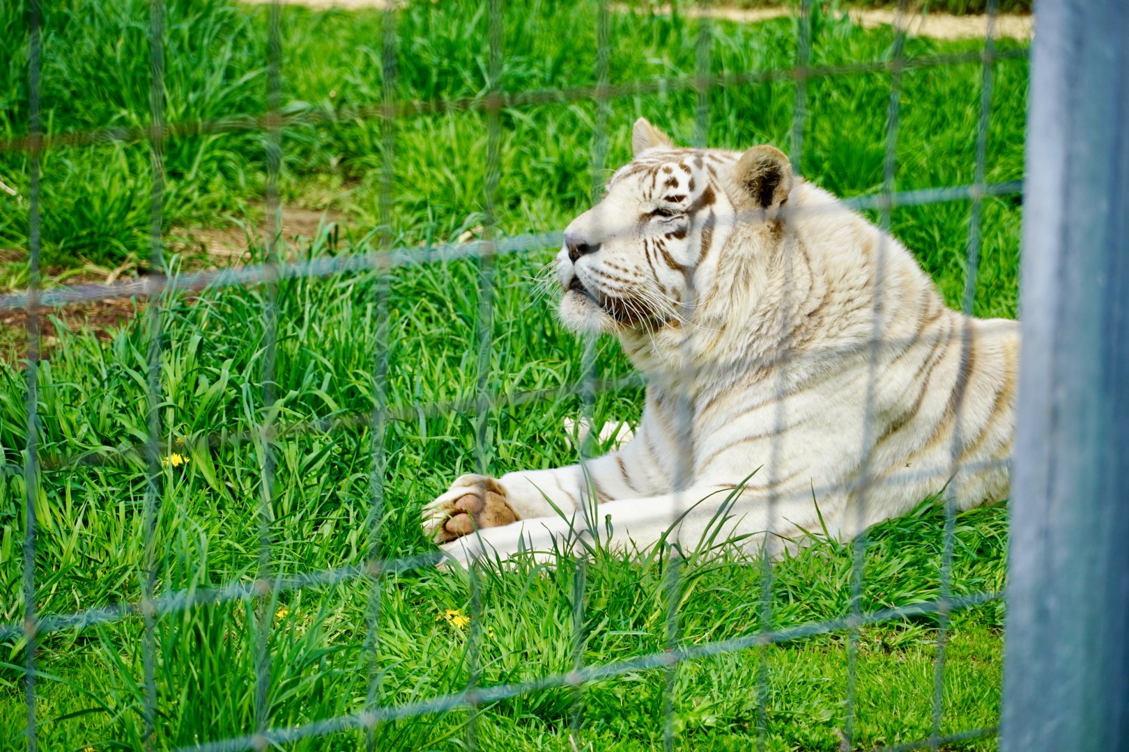 White Tiger