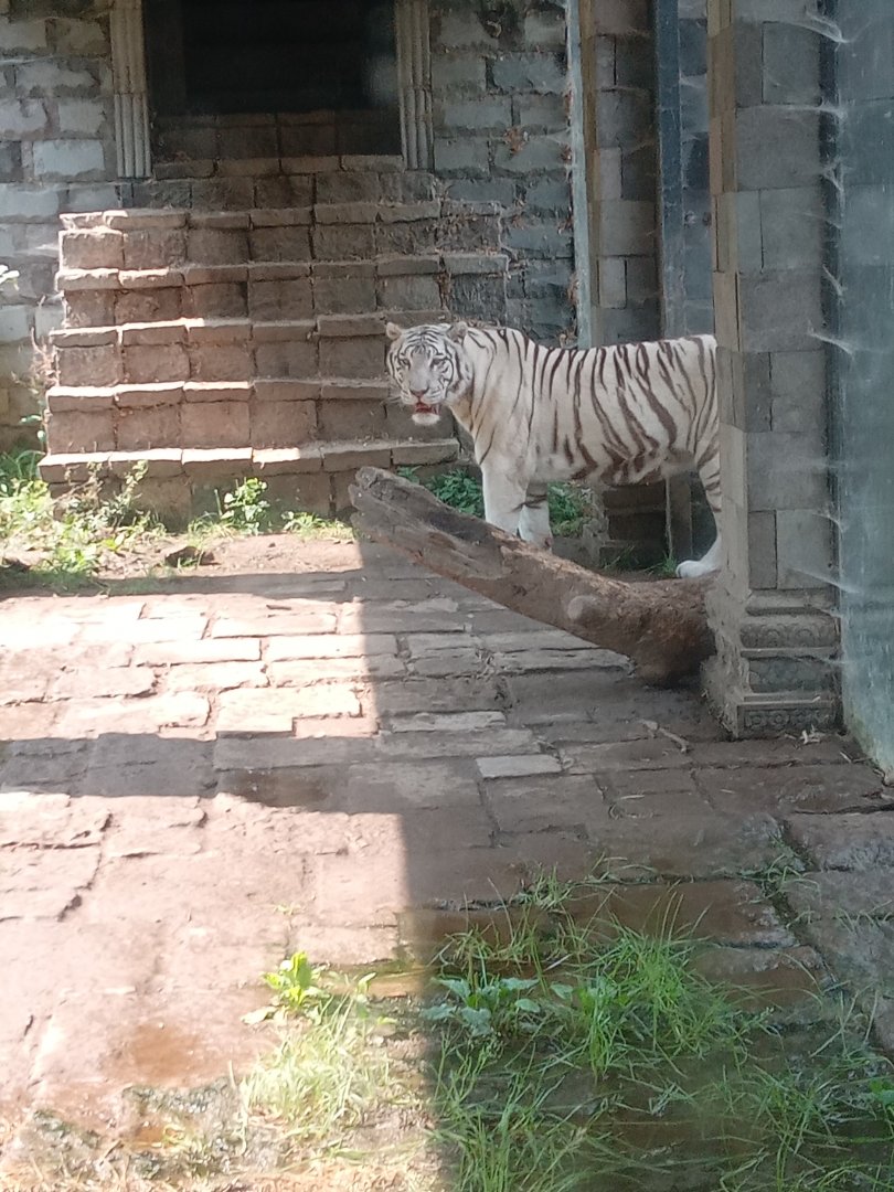 White Tiger