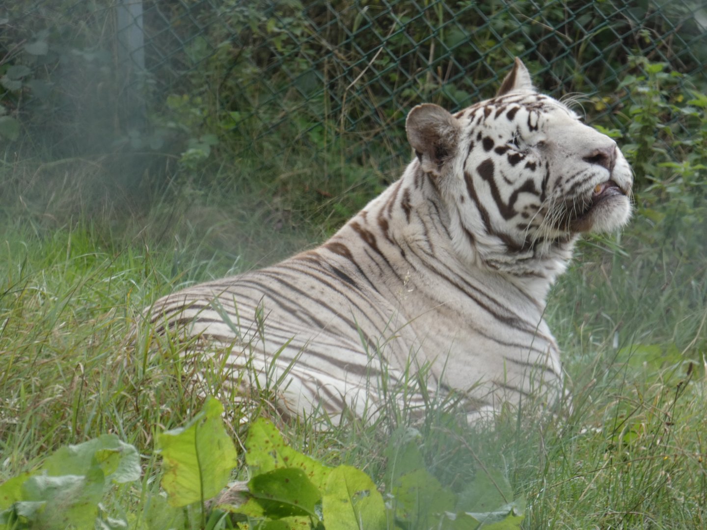 White tiger