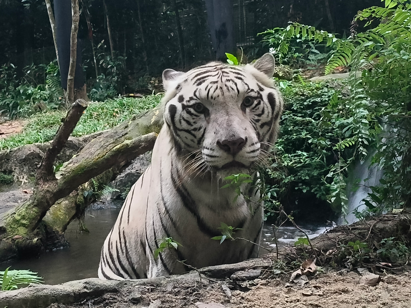 White Tiger