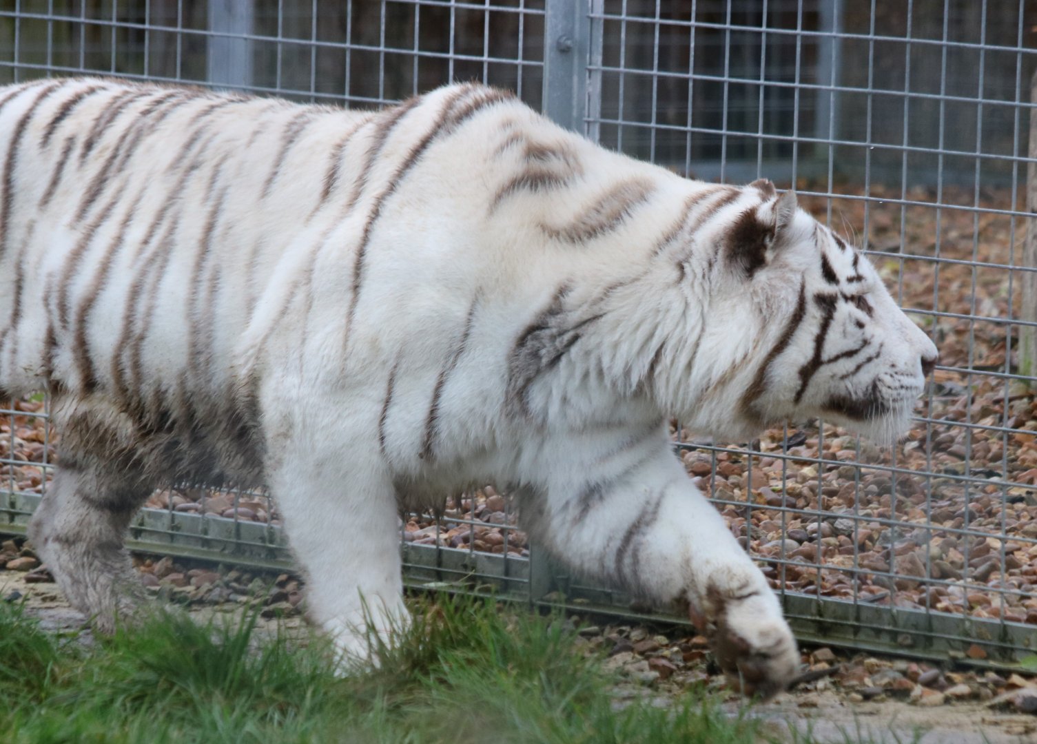 White Tiger
