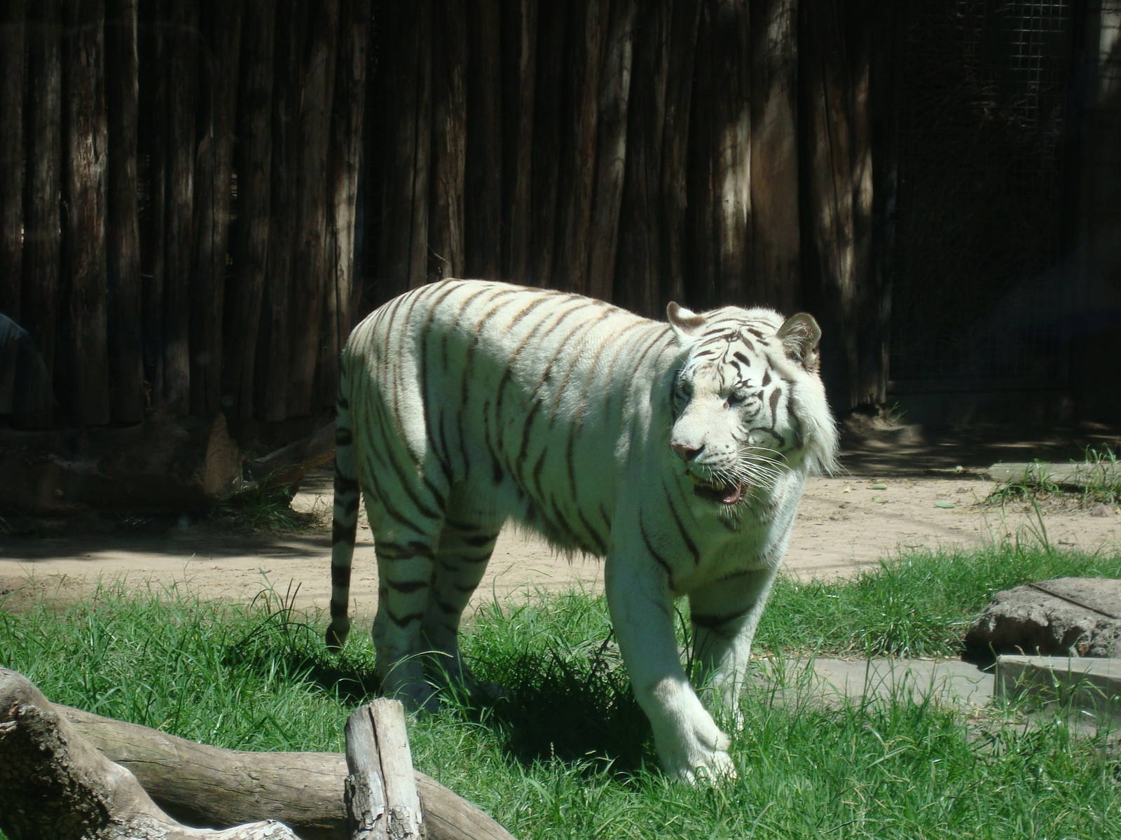 White tiger
