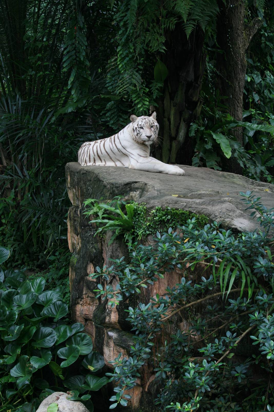 White Tiger