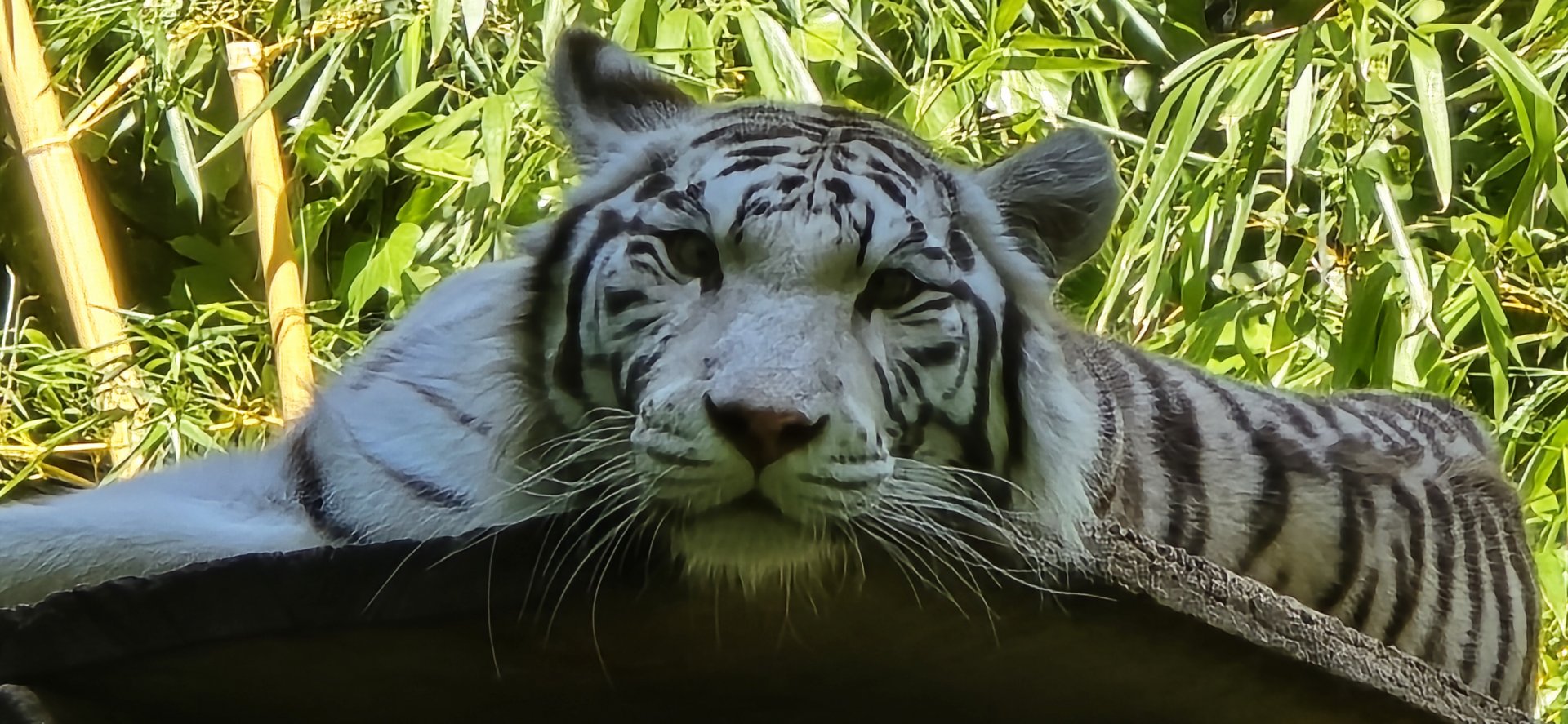 White tiger
