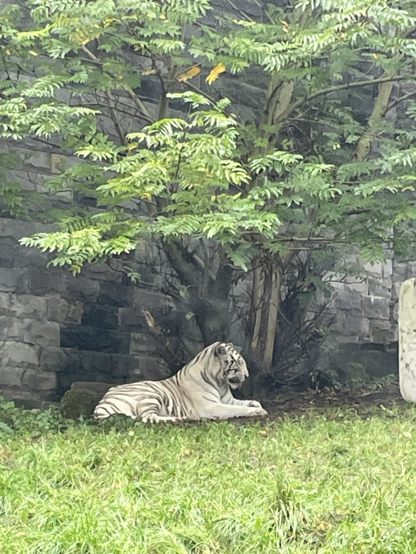 White tiger