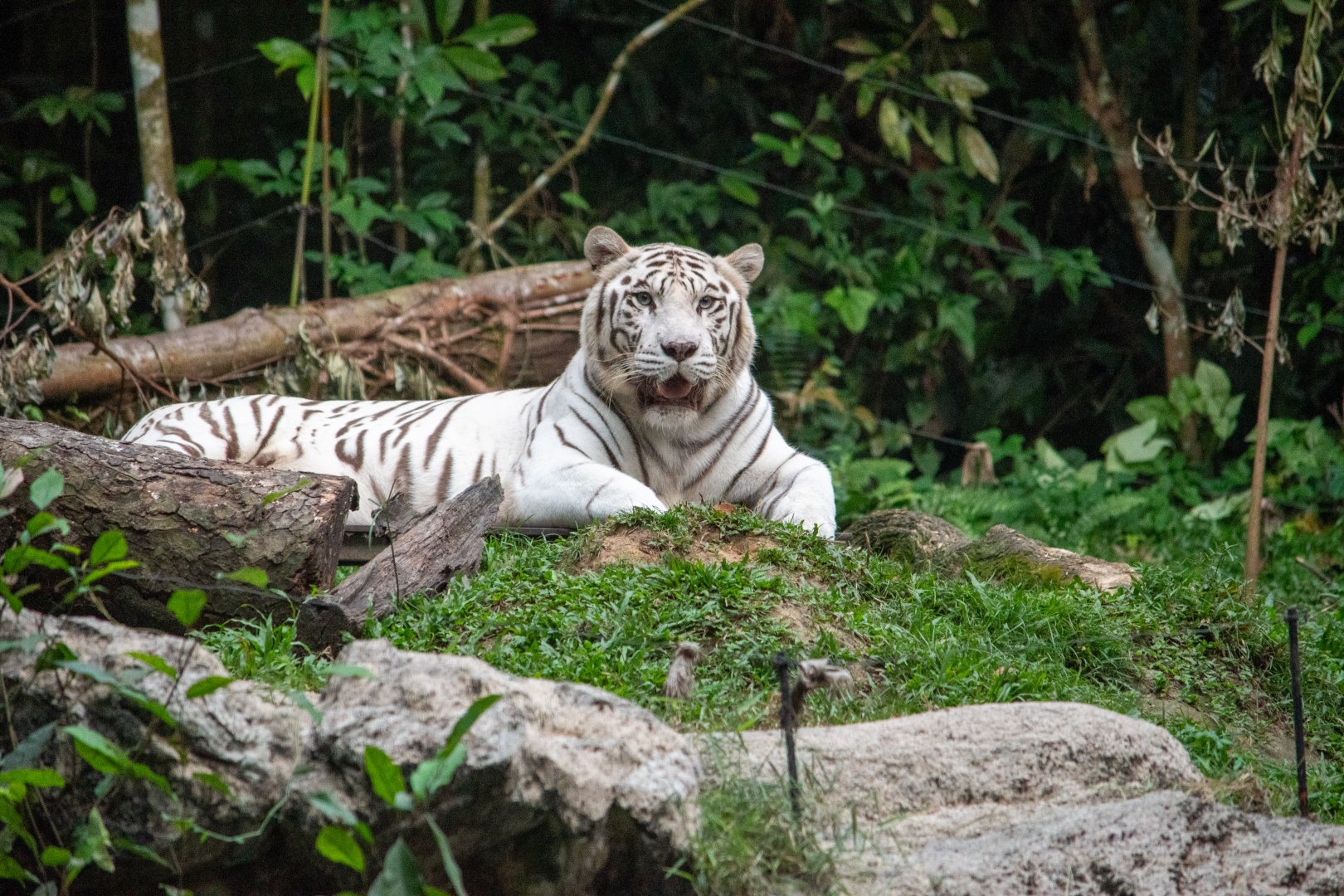 White tiger