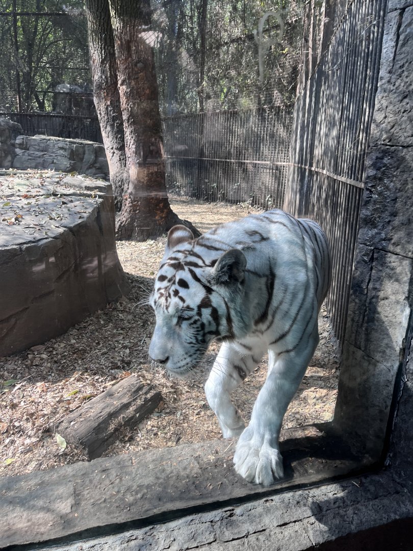 white tiger