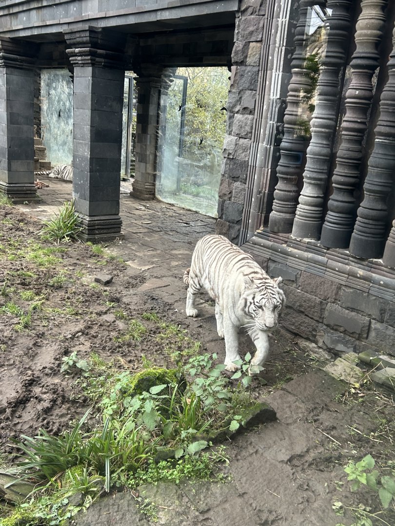 White tiger