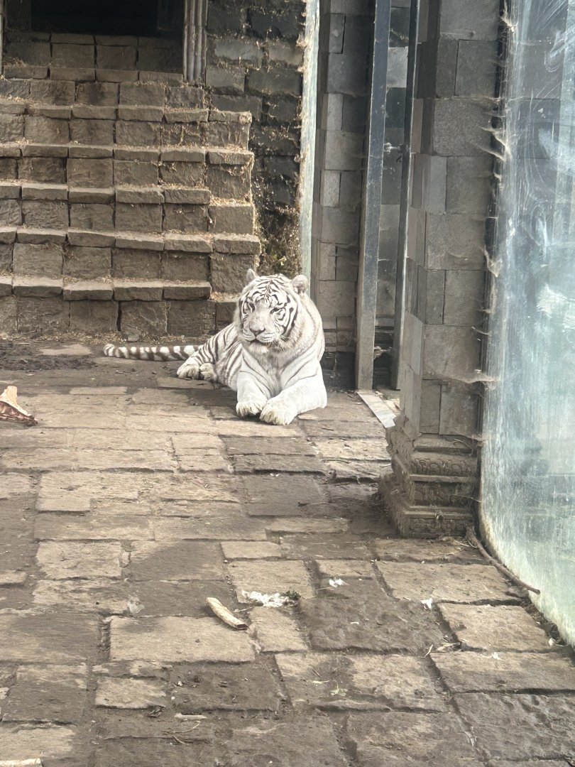 White tiger