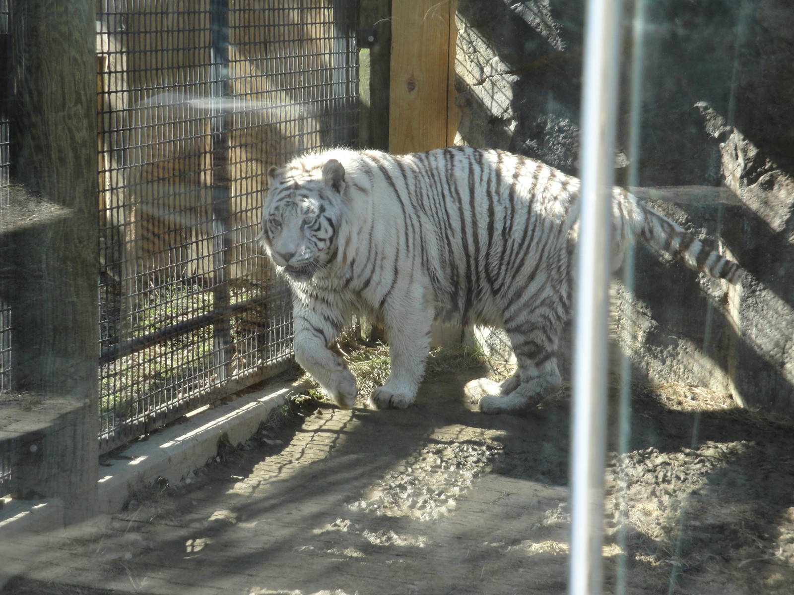 White Tiger
