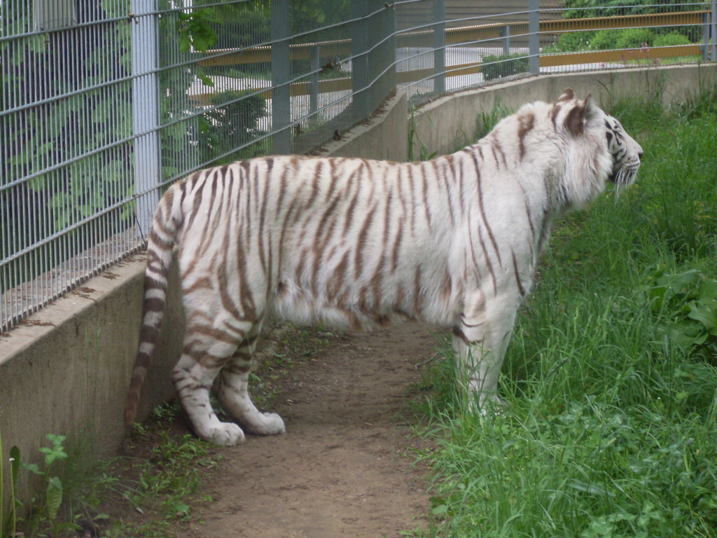 White tiger