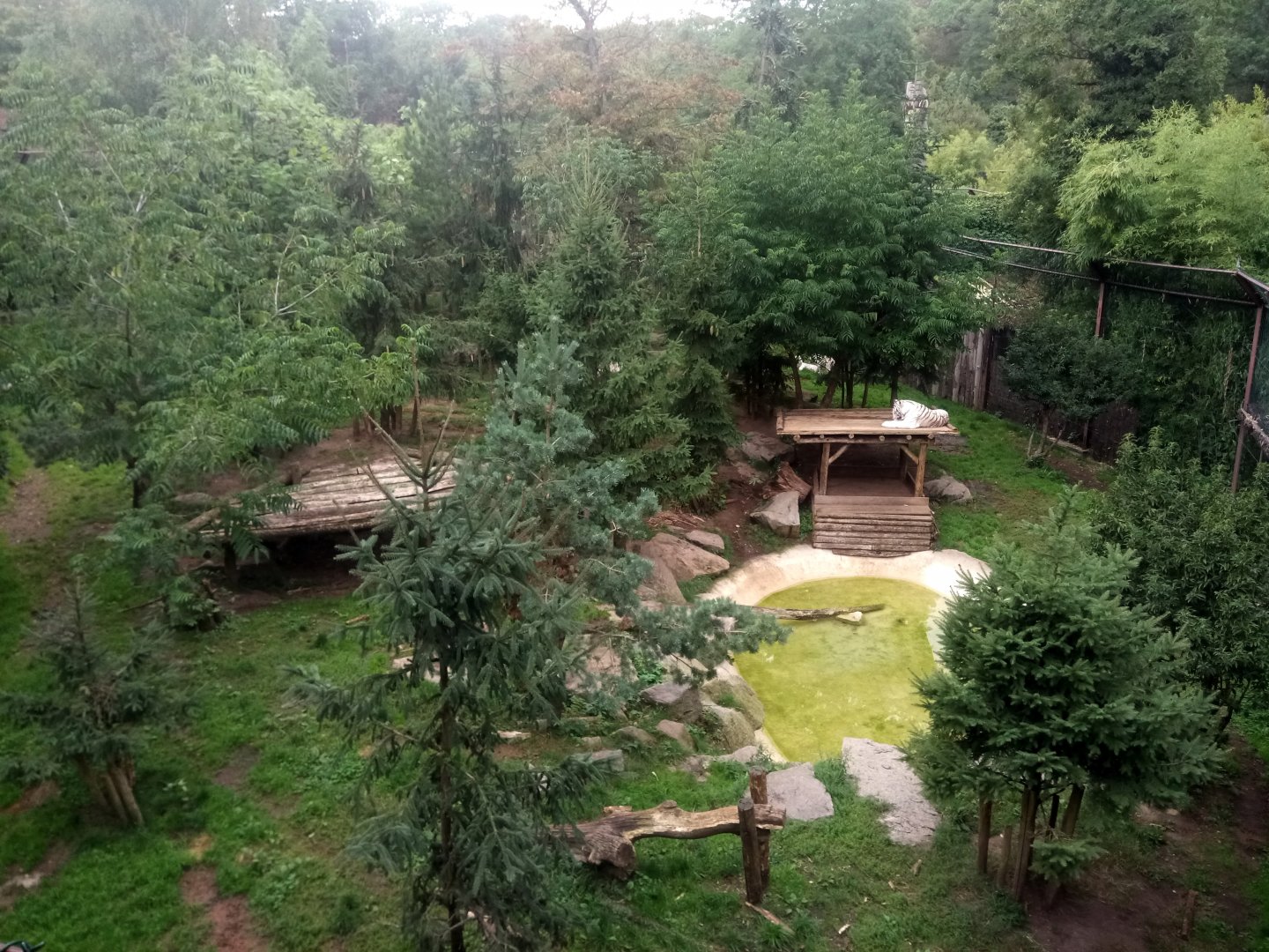 White Tigers Exhibit