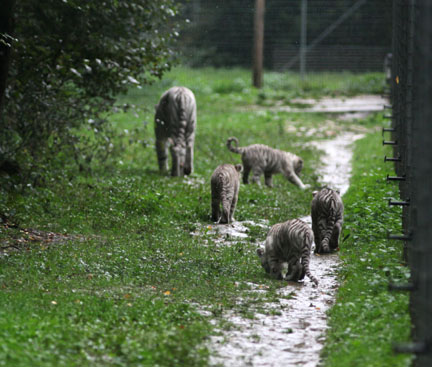 white tigers in a light rain