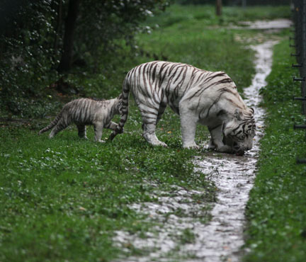 white tigers in a light rain