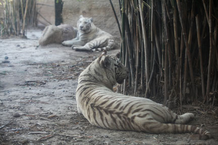 white tigers