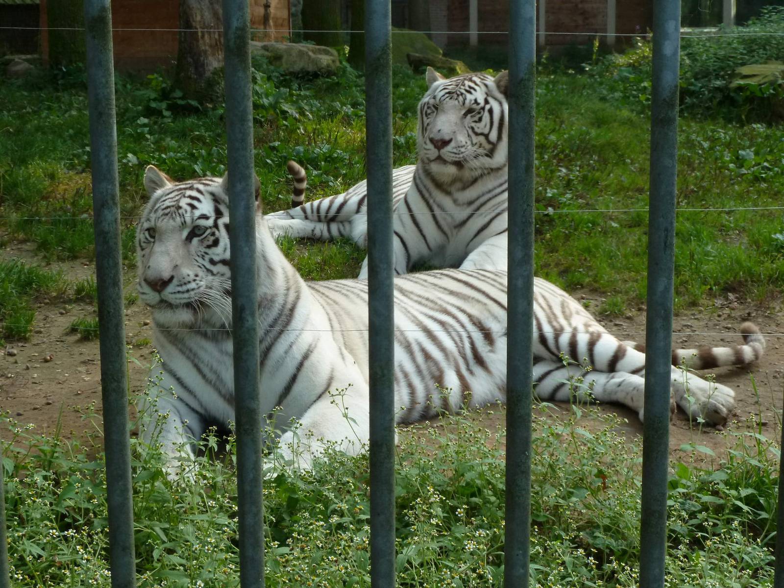 White tigers