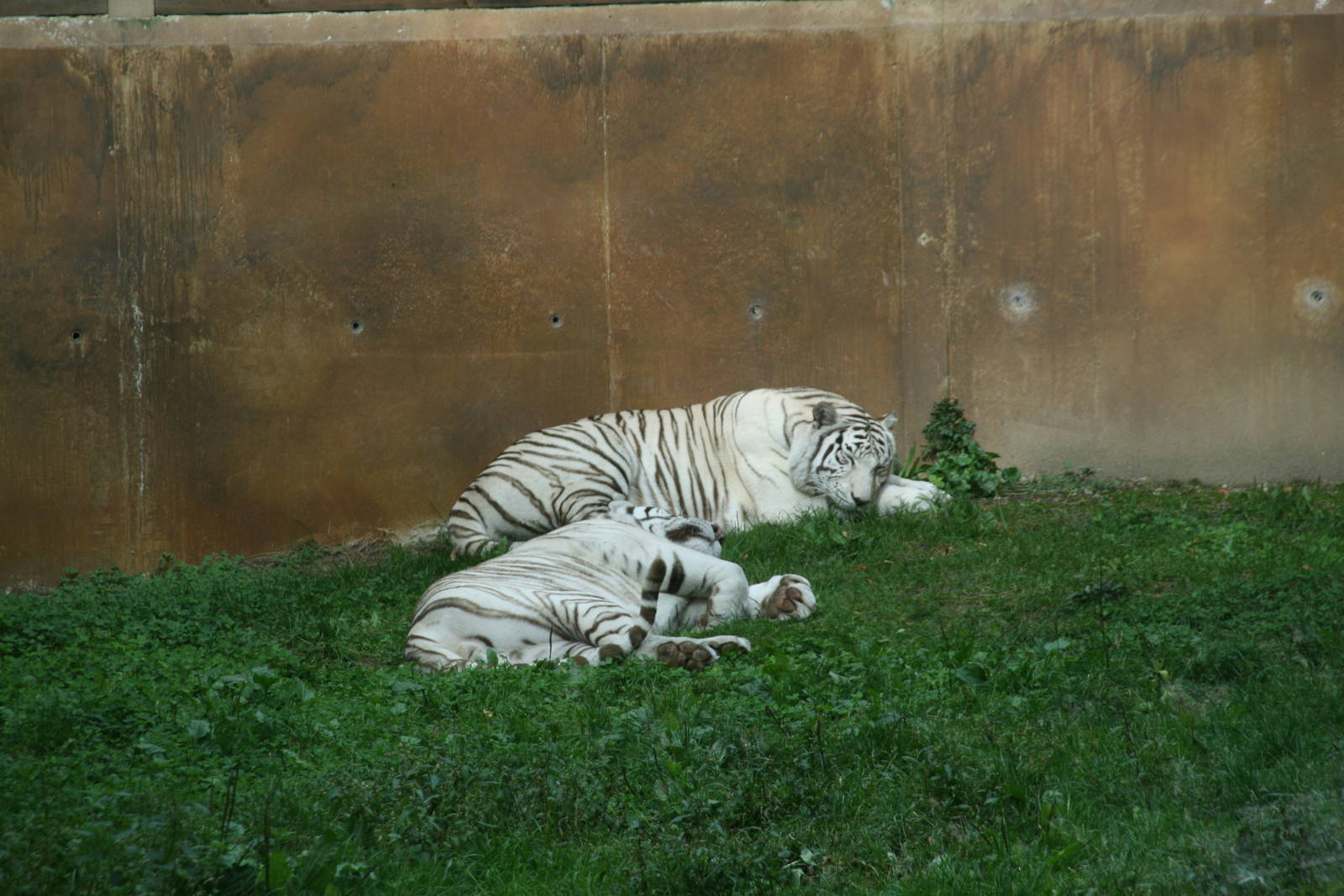 White Tigers