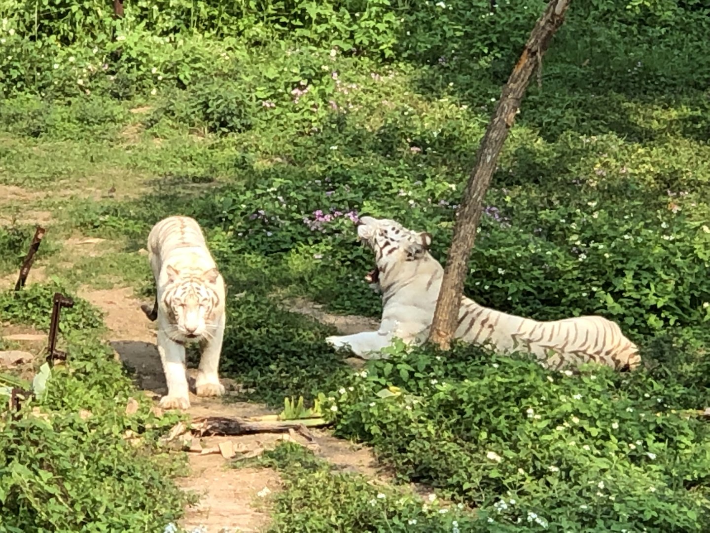 White Tigers