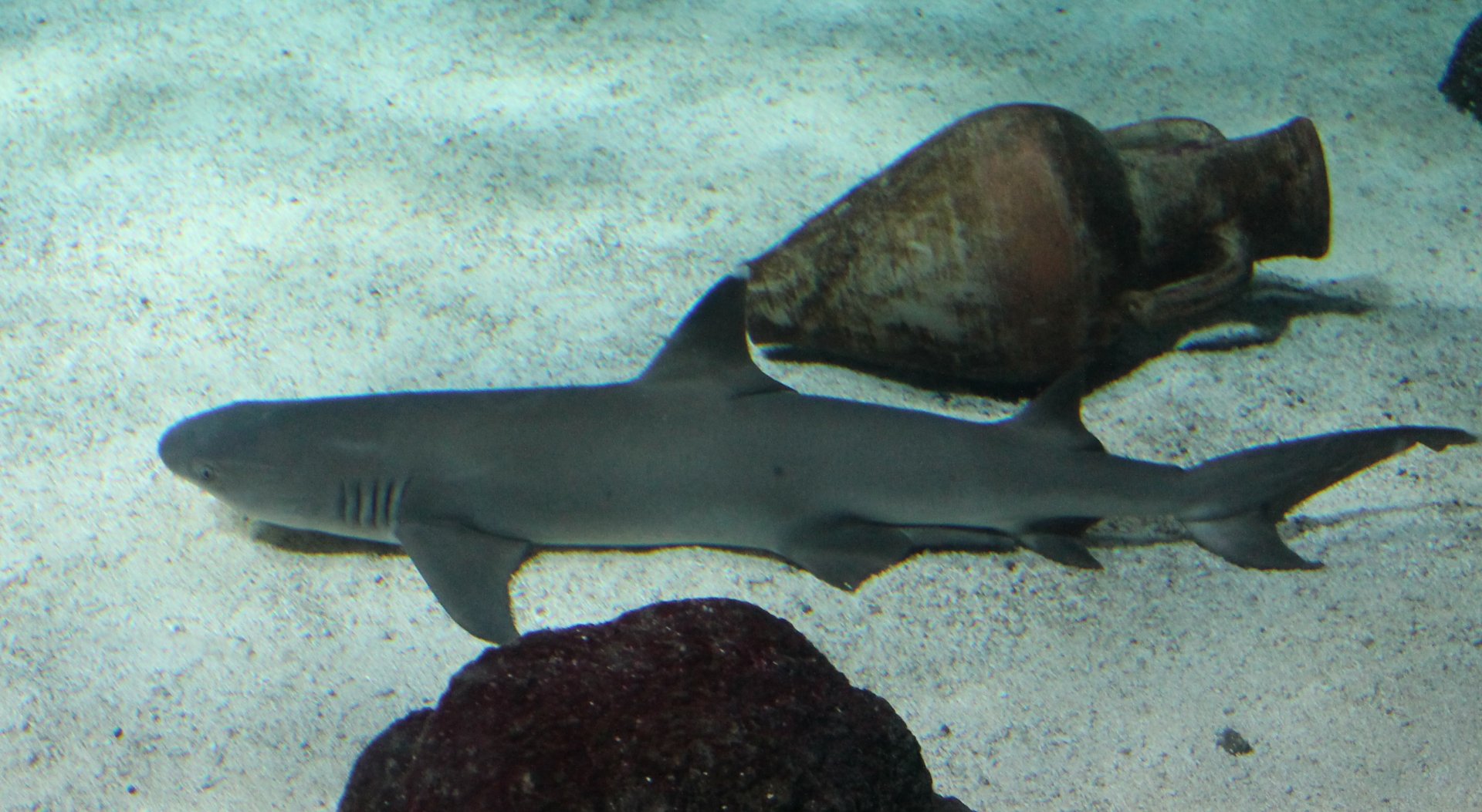 White-tip reef shark - Carcharhinus  obesus