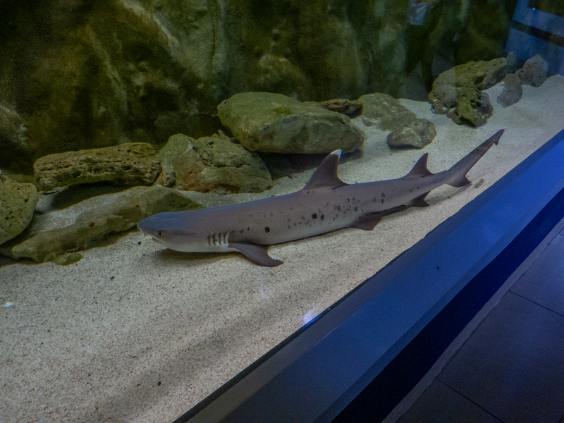 white tip reef shark / Triaenodon obesus
