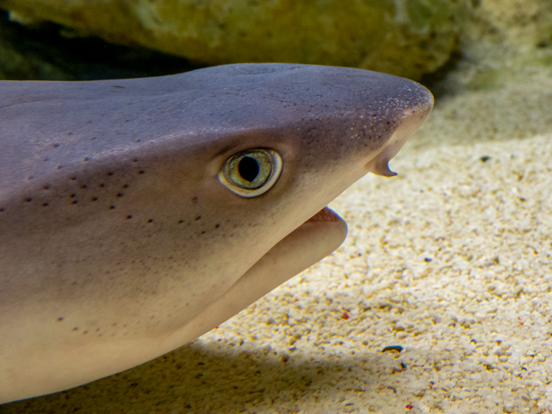 white tip reef shark / Triaenodon obesus