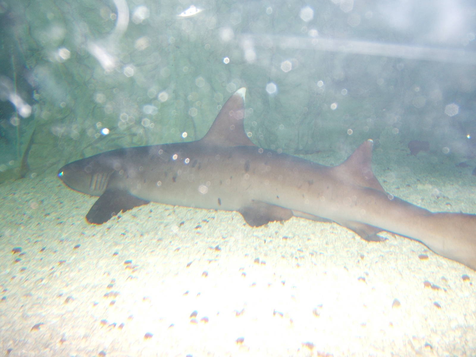 White Tip Reef Shark