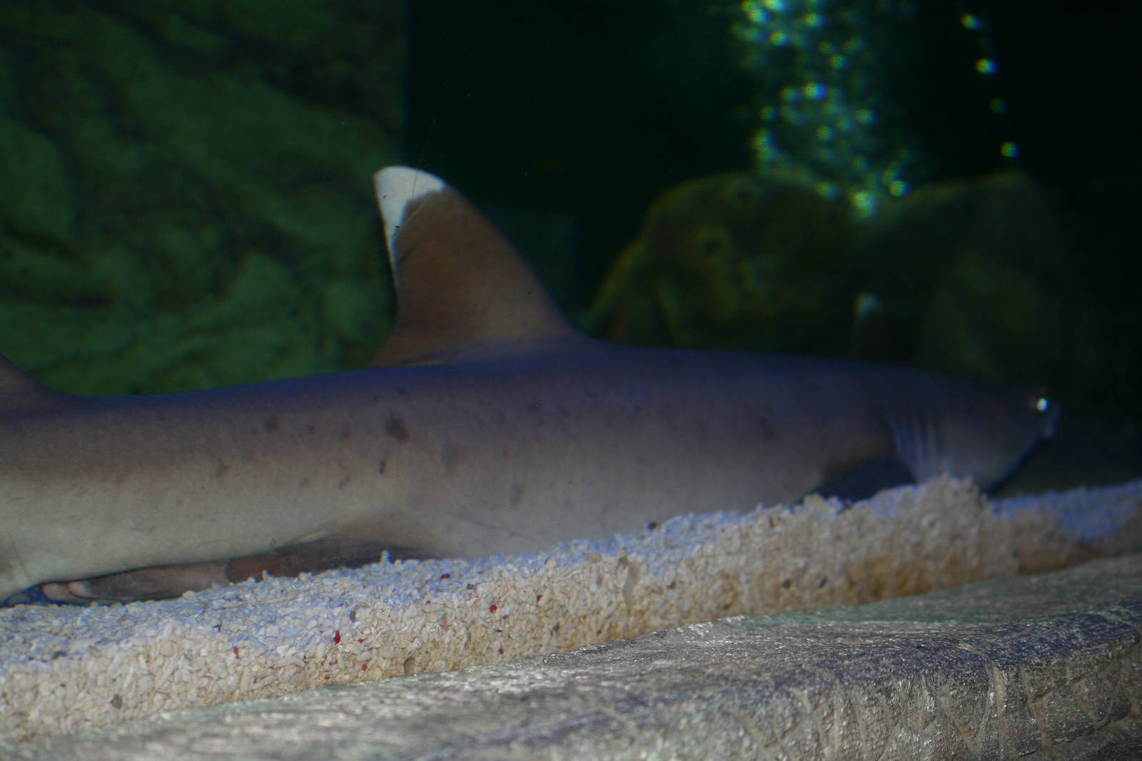 White-tip reef shark