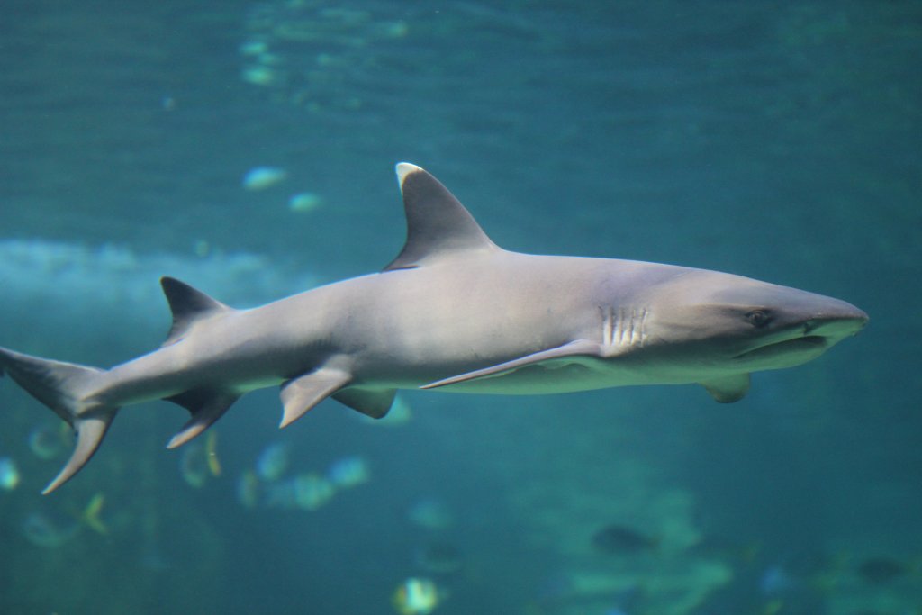 White-tip Reef Shark