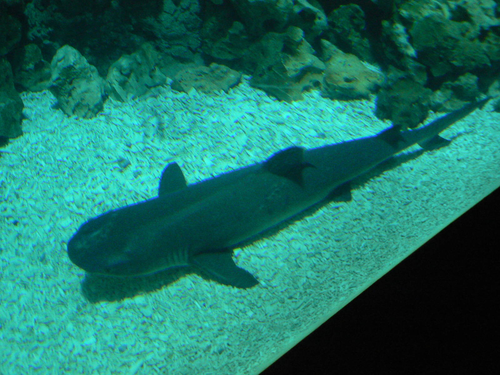 White Tip Reef Shark