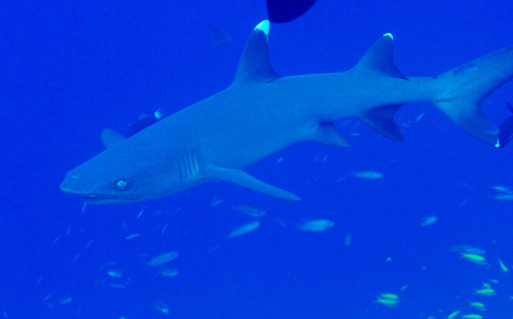 White-tip Reef Shark