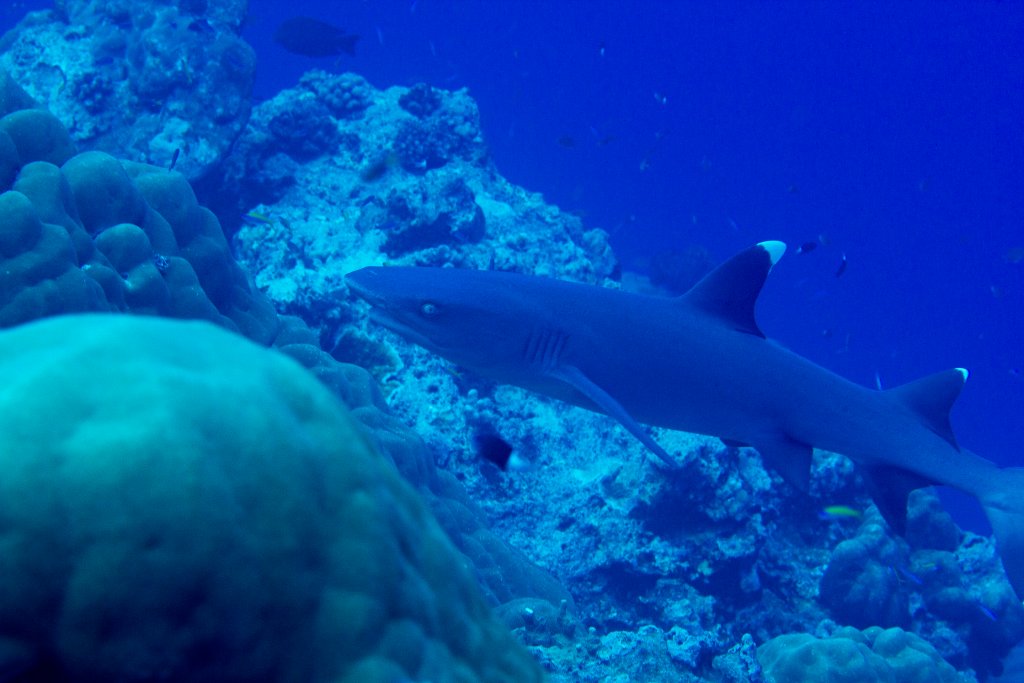 White-tip Reef Shark