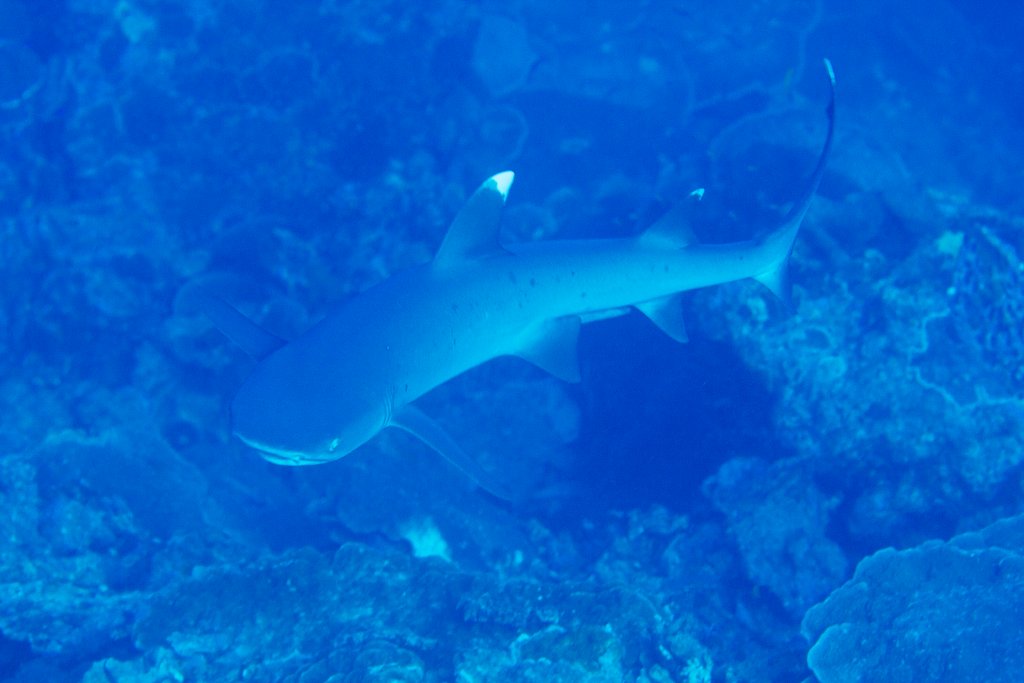 White-tip Reef Shark