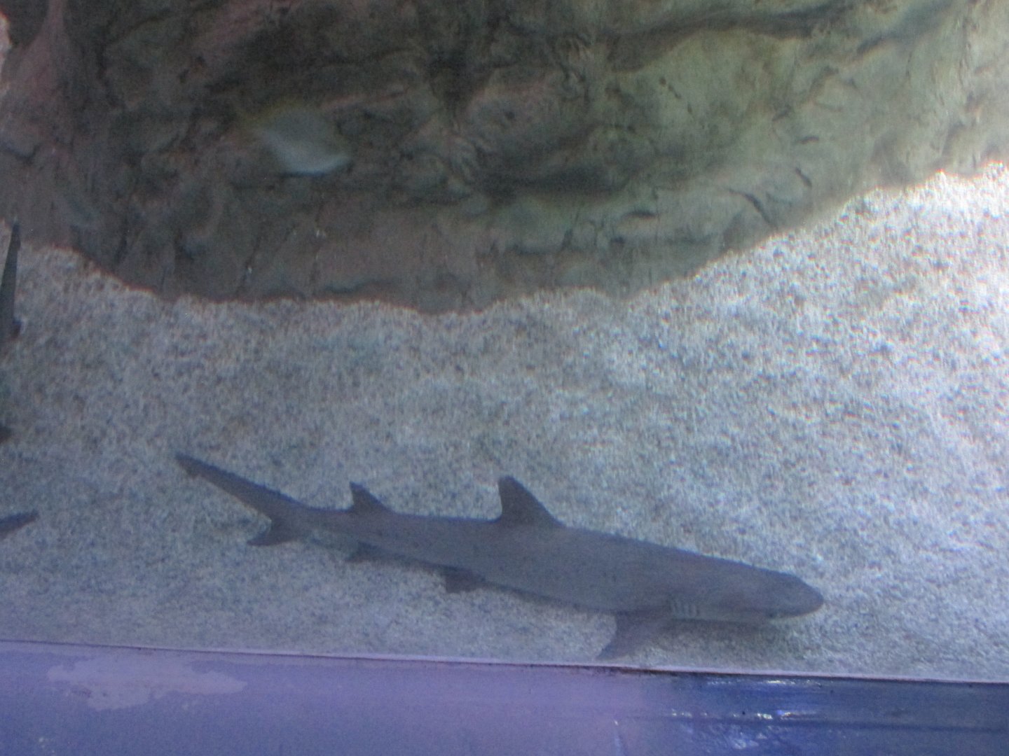 white tip reef shark