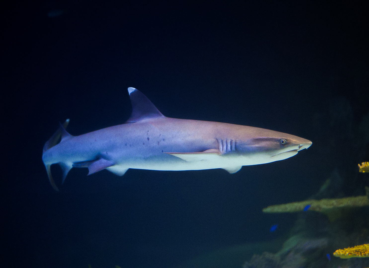 White-Tip Reef Shark