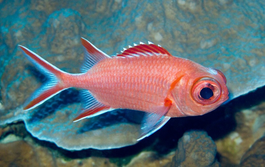 White-tip Soldierfish