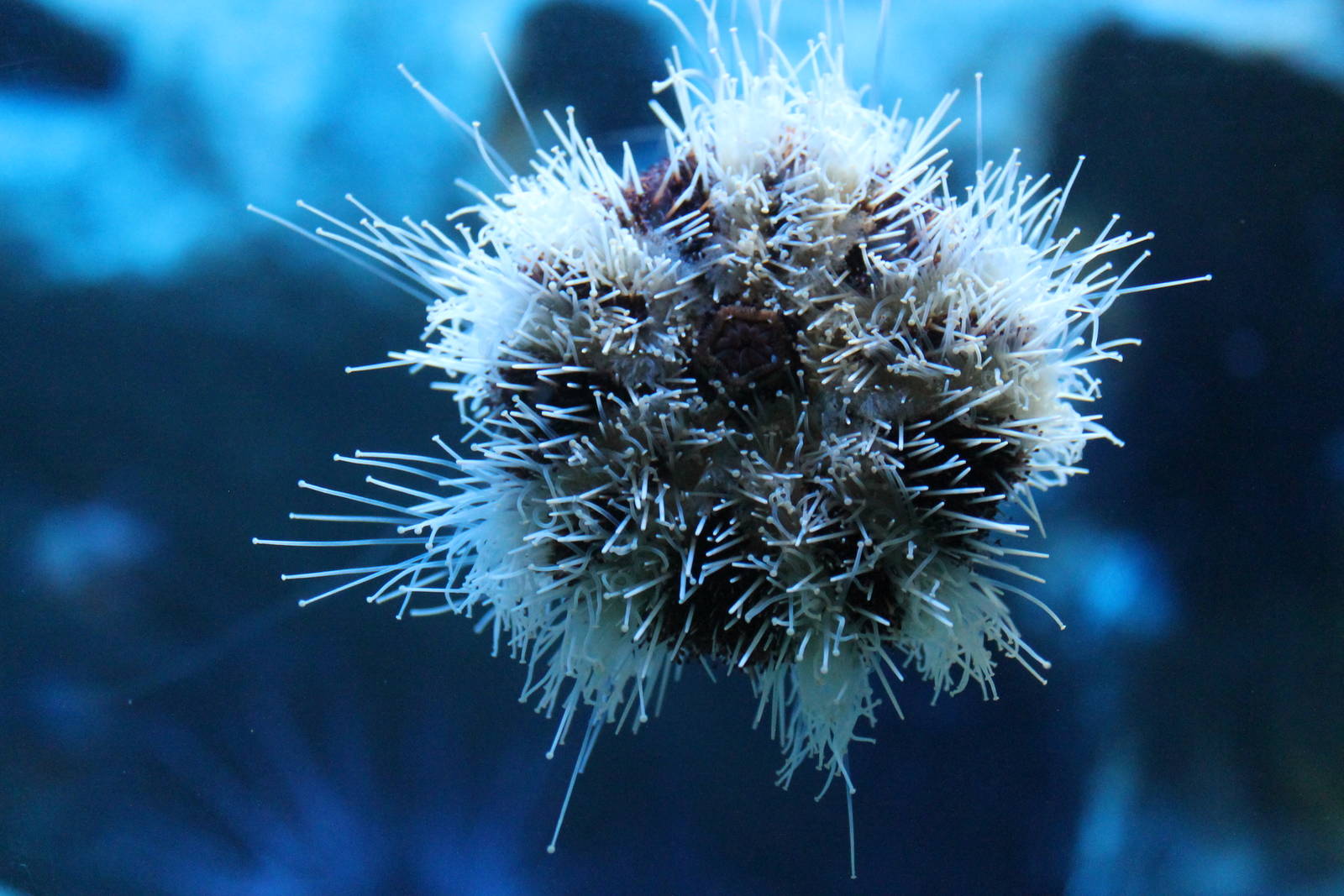 White-tip Urchin (Tripneustes sp)