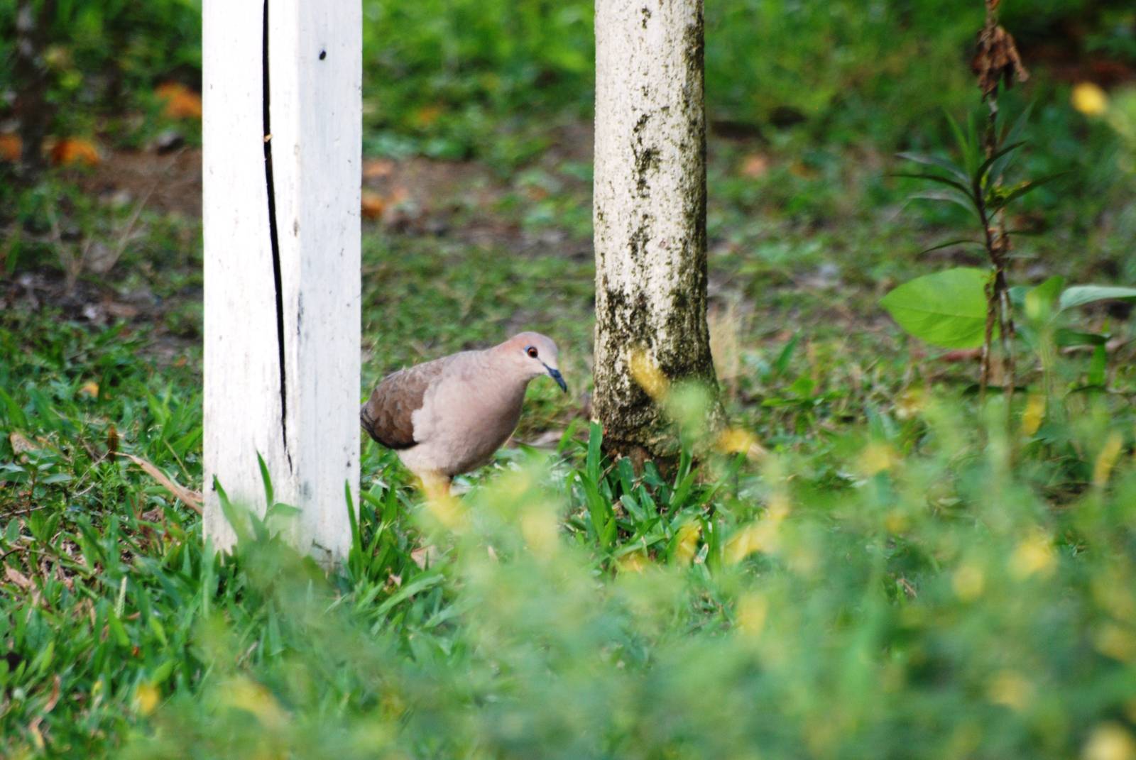 White-tipped Dove in La Fortuna, 17/04/14
