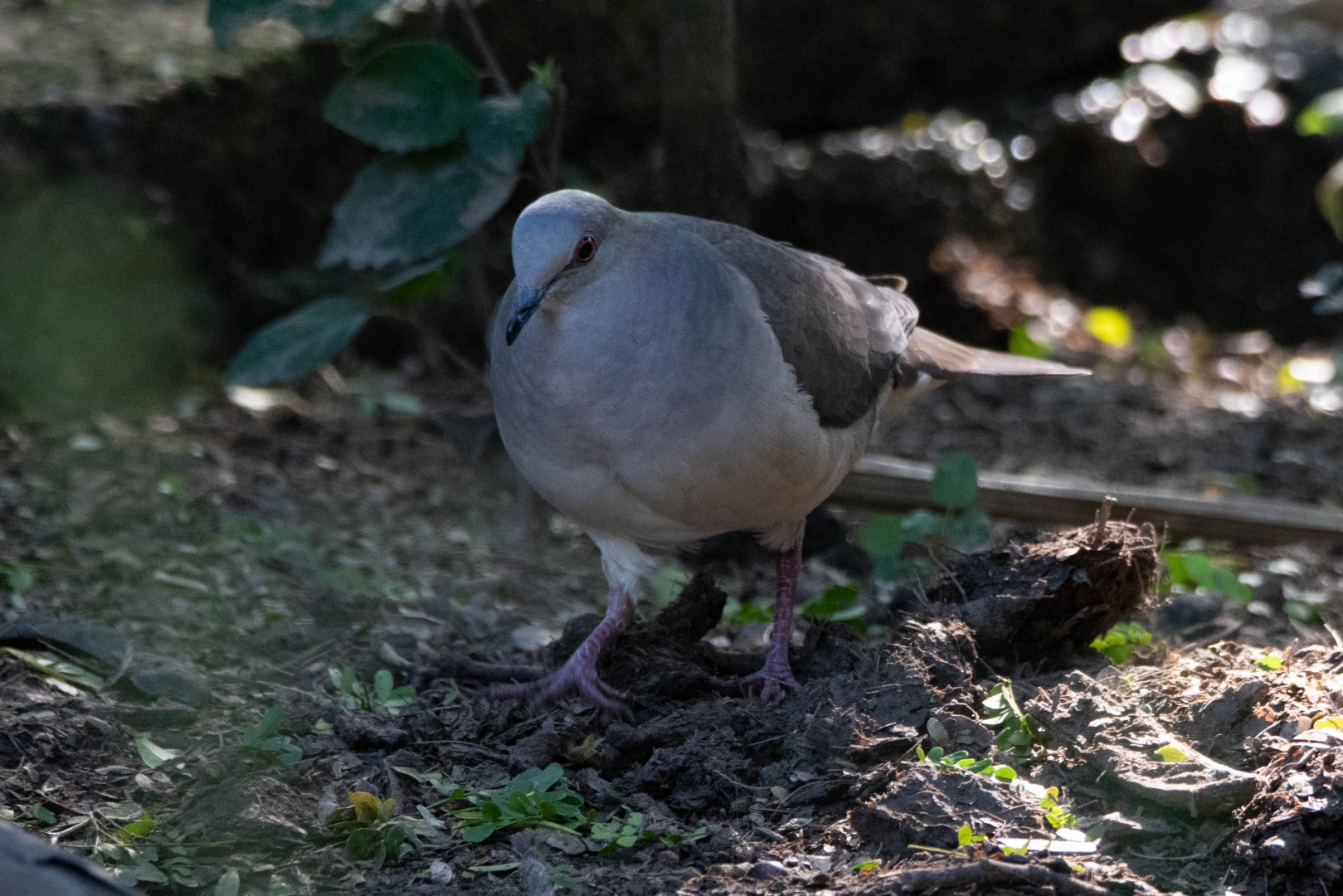 White-tipped Dove (Leptotila verreauxi angelica)